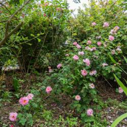 Location: Clinton, Michigan 49236
Date: 2017-06-06
"Rosa 'Constance Spry', 2017, Climbing [Rose], ROE-zuh, 10 Ft #sh