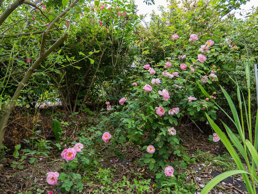 Photo of English Shrub Rose (Rosa 'Constance Spry') uploaded by frankrichards16