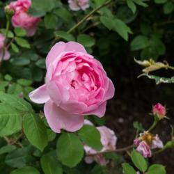 Location: Clinton, Michigan 49236
Date: 2017-06-06
"Rosa 'Constance Spry', 2017, Climbing [Rose], ROE-zuh, 10 Ft #sh