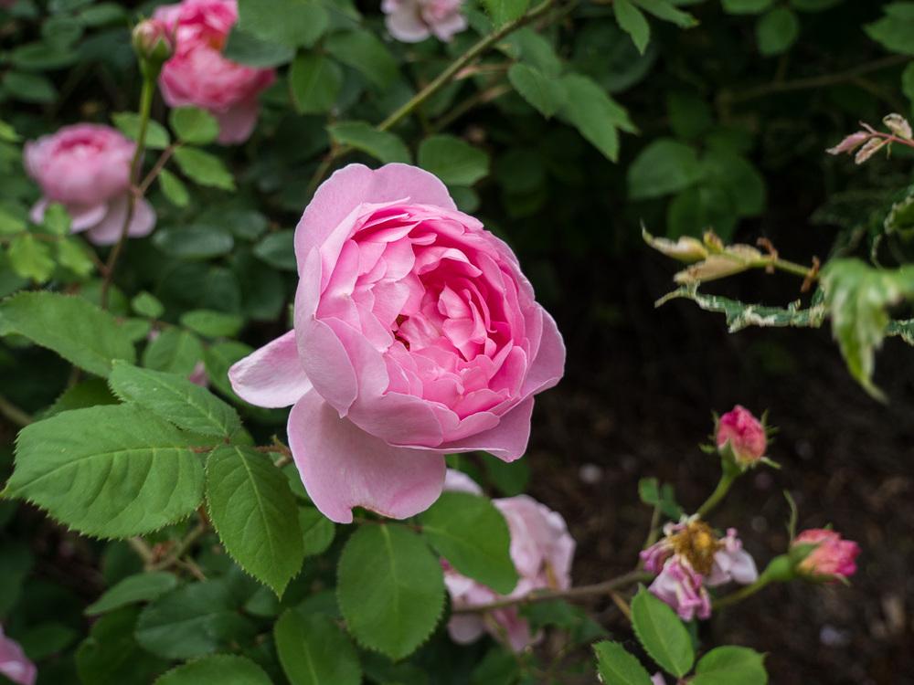 Photo of English Shrub Rose (Rosa 'Constance Spry') uploaded by frankrichards16