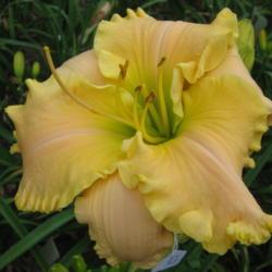 Location: Lilies of the Field, Crossville, TN
Date: 2012-06-14