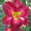 'Red Sky Morning' our intro from our garden, Lilies of the Field,