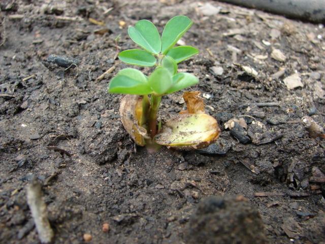 Photo of Peanut (Arachis hypogaea) uploaded by robertduval14