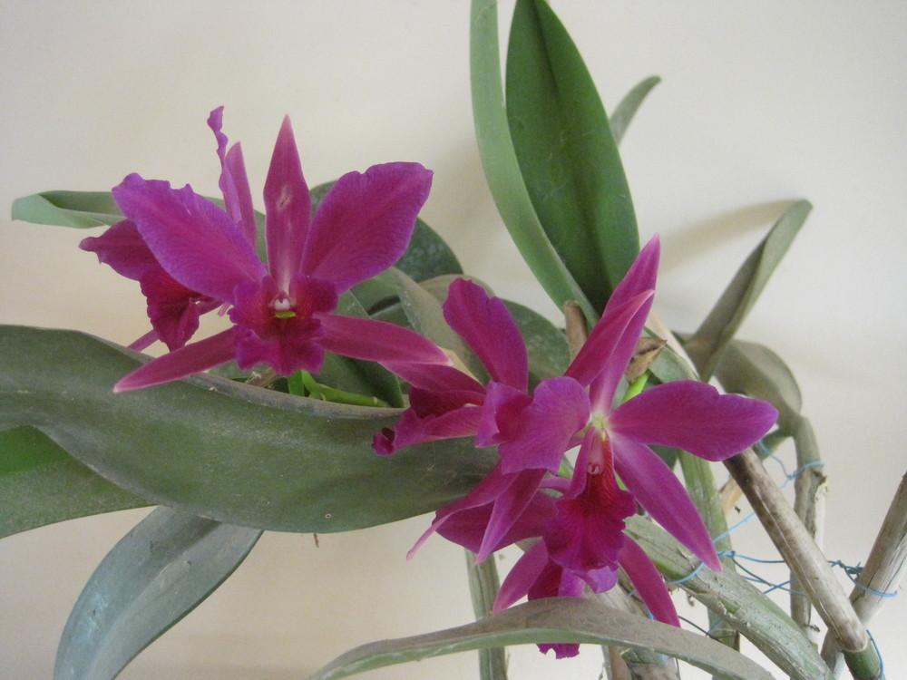 Photo of Orchid (Cattleya) uploaded by shalyn