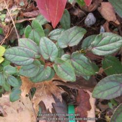 Location: Massachusetts garden
Date: December 1, 2016
Detail of leaves, dark red veined evergreen leaves