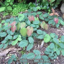 Location: Massachusetts garden
Date: June 12, 2012
Emerging foliage is red tinged veined leaves