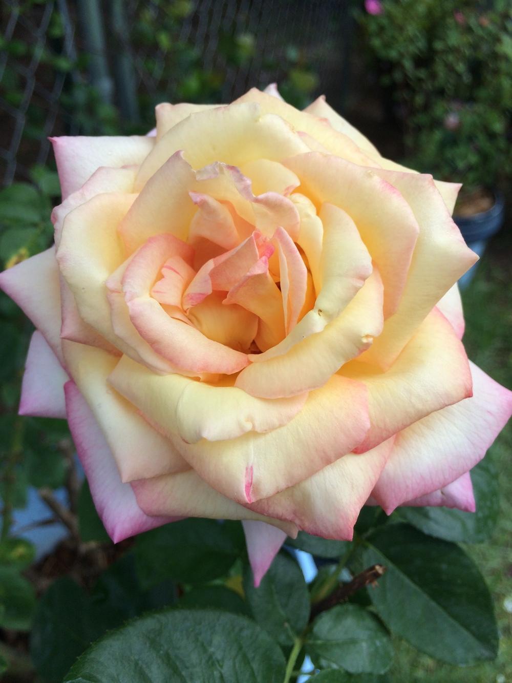 Photo of Hybrid Tea Rose (Rosa 'Peace') uploaded by BlueHole