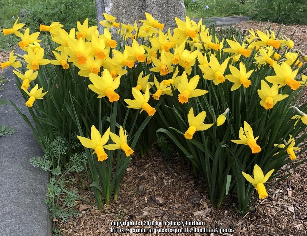 Photo of Cyclamineus Daffodil (Narcissus 'Itzim') uploaded by HamiltonSquare