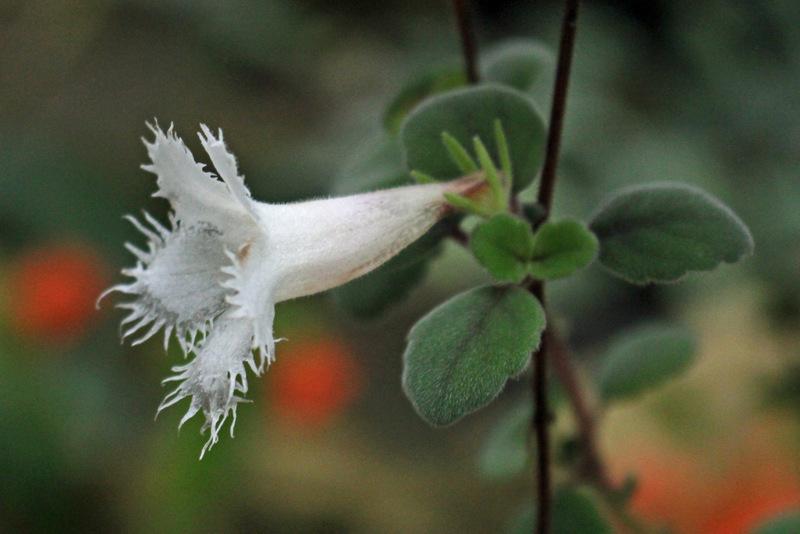Photo of Lace Flower (Alsobia dianthiflora) uploaded by RuuddeBlock