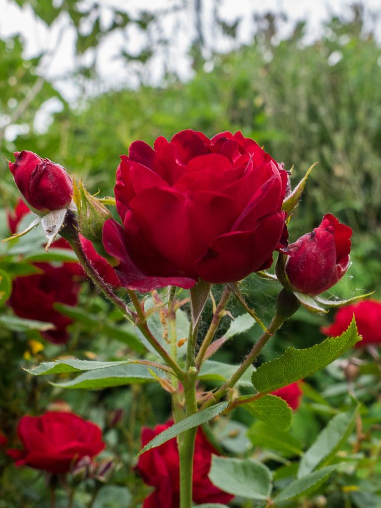 Photo of Rose (Rosa 'Milano') uploaded by frankrichards16