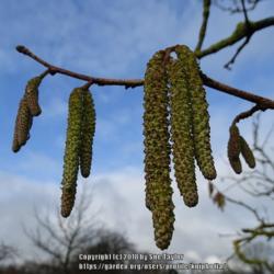 Location: RHS Harlow Carr, Yorkshire, UK
Date: 2018-02-04