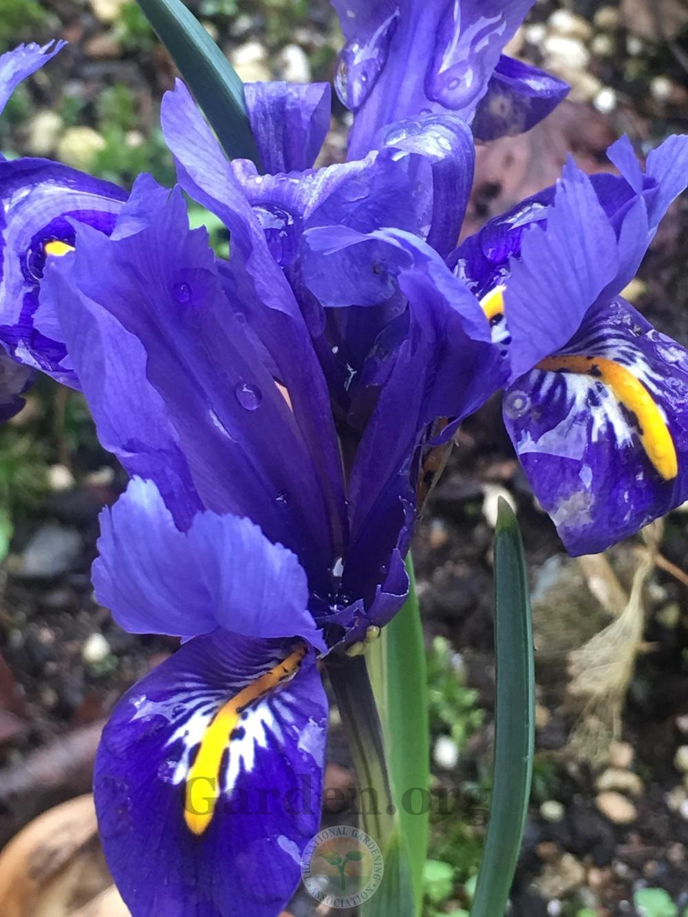 Photo of Reticulated Iris (Iris reticulata) uploaded by springcolor