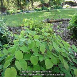 Location: Massachusetts garden
Date: May 19, 2012
Full plant view with buds forming on elongating stems