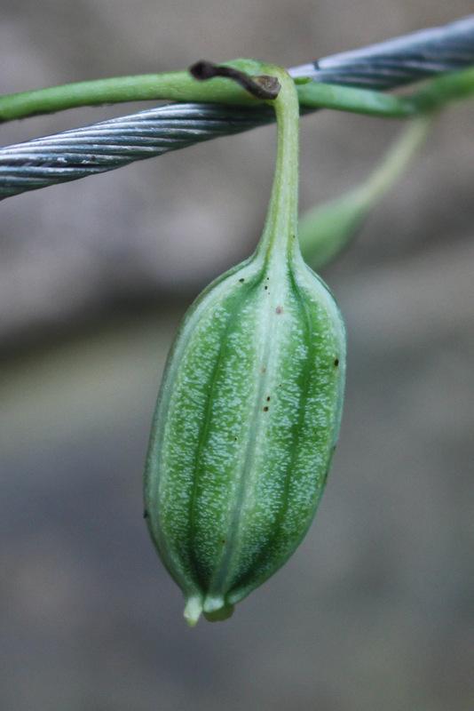 Photo of White Veined Dutchman's Pipe (Aristolochia fimbriata) uploaded by RuuddeBlock