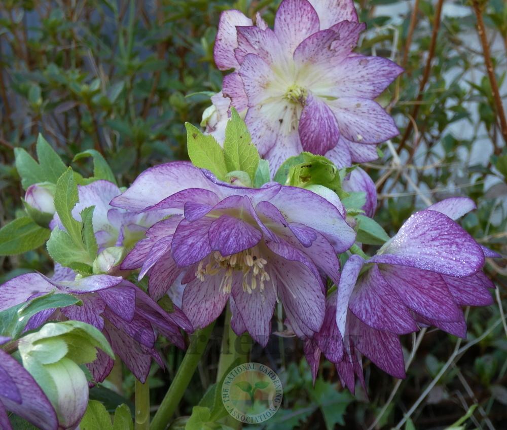 Photo of Double Hellebore (Helleborus Winter Jewels™ Peppermint Ice) uploaded by springcolor