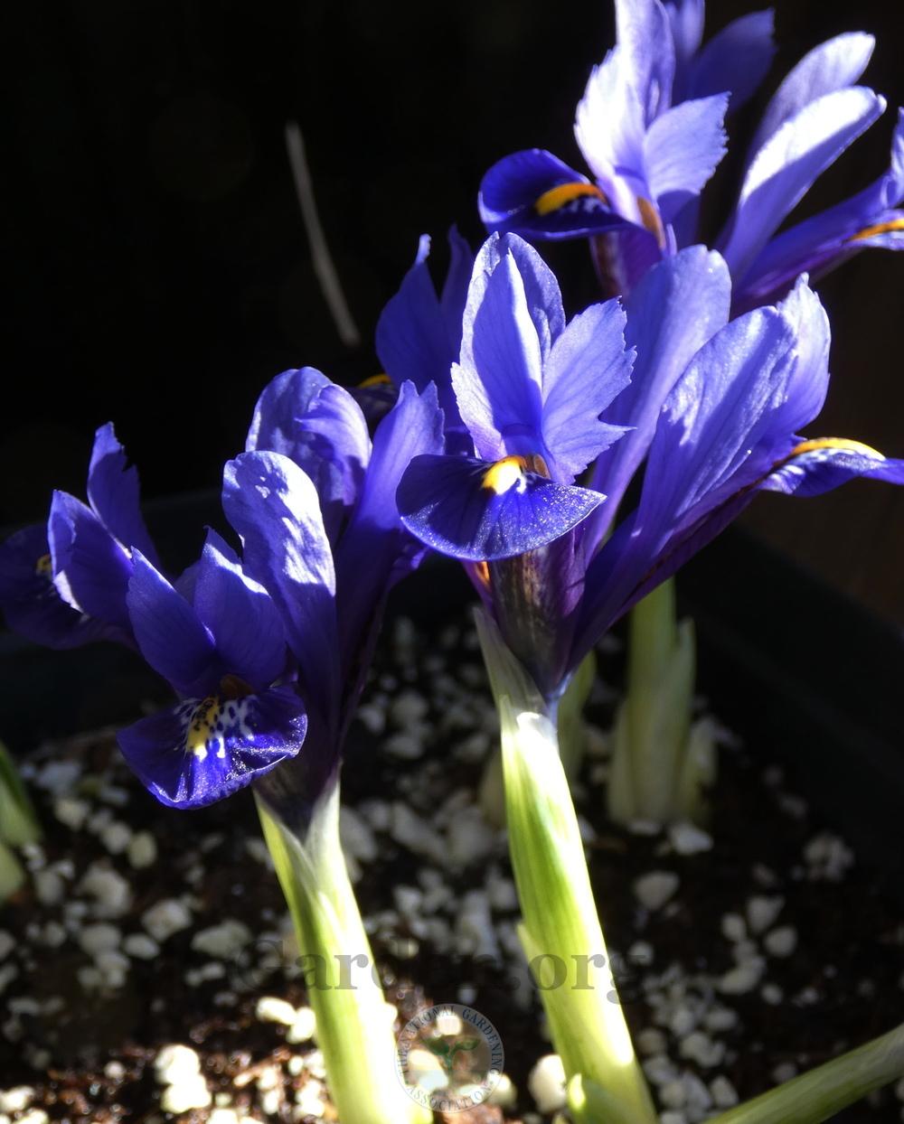 Photo of Reticulated Iris (Iris reticulata 'Harmony.') uploaded by springcolor