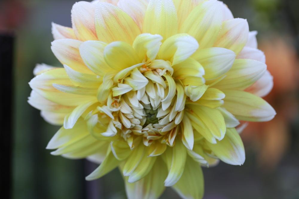 Photo of Dahlia 'Peaches and Cream' uploaded by Lucichar