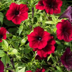Location: Clinton, Michigan 49236
Date: 2016-08-17
All-American Selection. Petunia 'Tidal Wave Red Velour'
