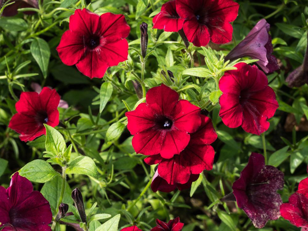 Photo of Multiflora Spreading/Trailing Petunia (Petunia Tidal Wave® Red Velour) uploaded by frankrichards16