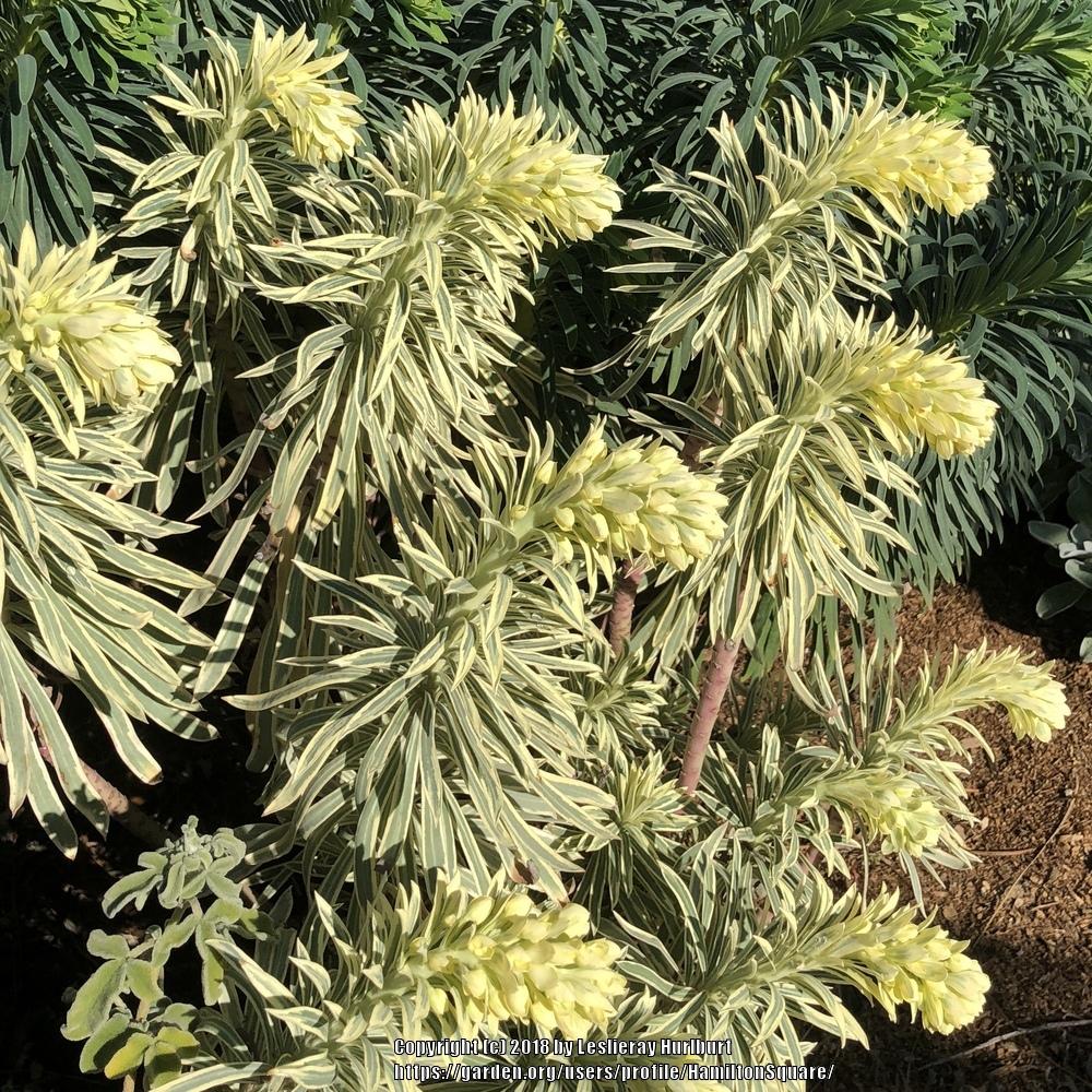 Photo of Spurge (Euphorbia characias 'Tasmanian Tiger') uploaded by HamiltonSquare