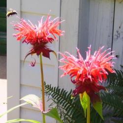 Location: Riverview, Robson, B.C. 
Date: 2007-07-11
Blossoms look like unruly mops of hair. A bee is interested.