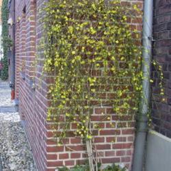 Location: Near Duisburg, Germany
Date: 2008-01-22
 - Espaliered against a brick wall, it thrives.