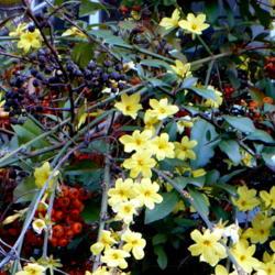 Location: Riverview, Robson, B.C. 
Date: 2008-04-10
Blooms from February to May, interlaced with Pyracantha berries.