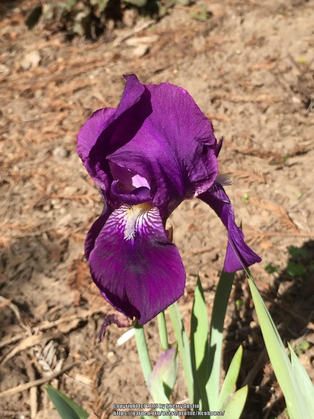Photo of Intermediate Bearded Iris (Iris 'Crimson King') uploaded by Henhouse