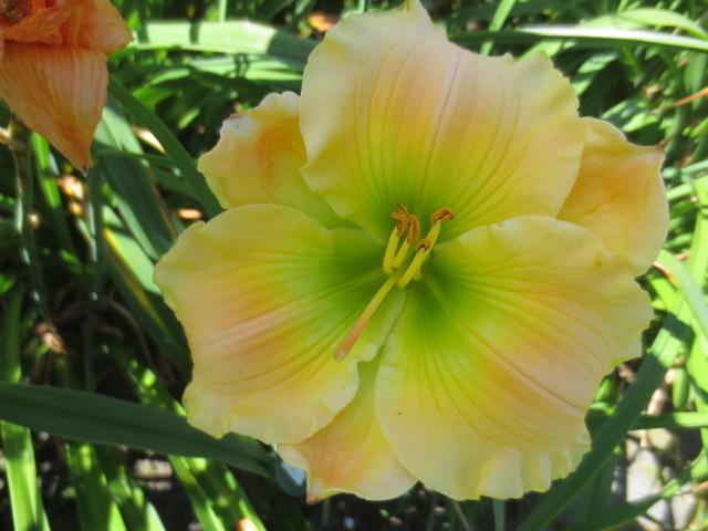 Photo of Daylily (Hemerocallis 'Our Friend Sally') uploaded by Caruso