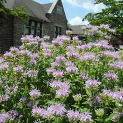 Location: Wayne, Pennsylvania
Date: 2016-07-12
pale purple flowers