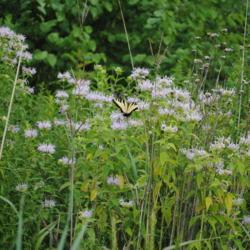 Location: near Smyrna, Delaware
Date: 2014-07-29
Tiger Swallowtail on flowers