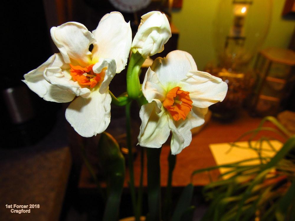 Photo of Tazetta Daffodil (Narcissus 'Cragford') uploaded by jmorth