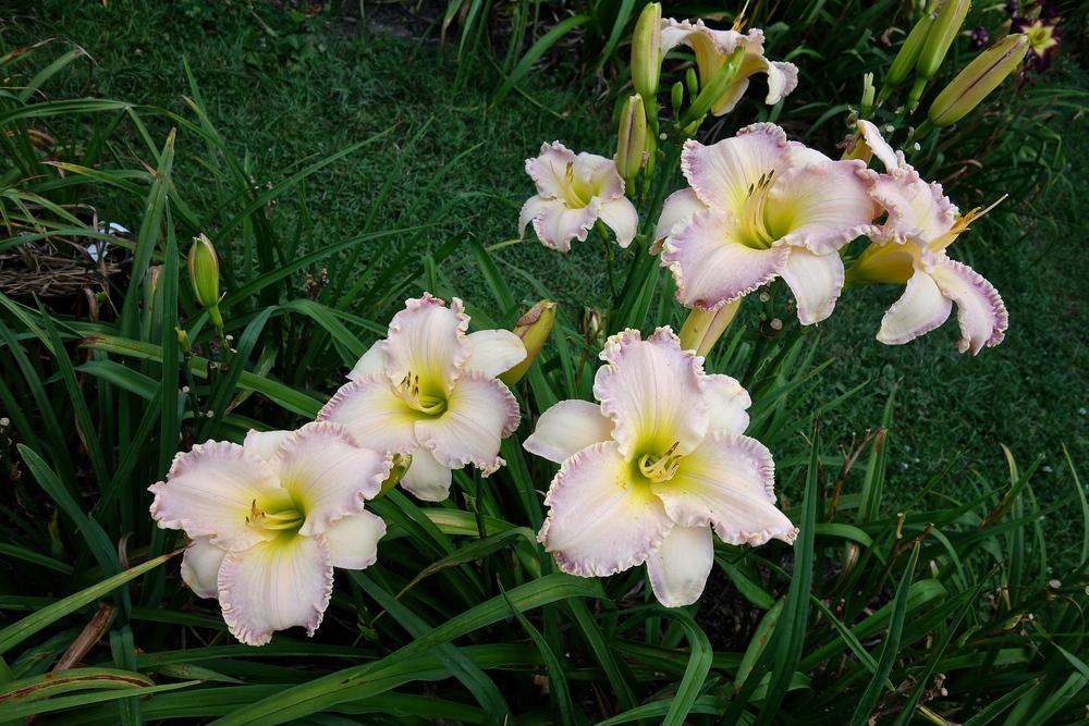 Photo of Daylily (Hemerocallis 'Willow Dean Smith') uploaded by mantisOH