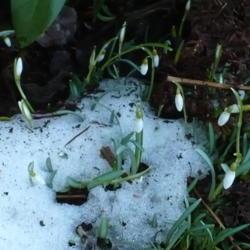 Location: Riverview, Robson, B.C. 
Date: 2009-04-03
Snowdrops emerging from a huge clump of snow on the north side, i