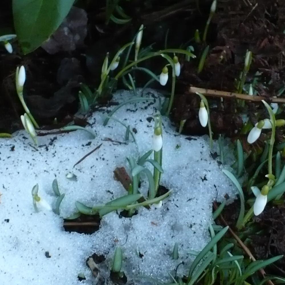 Photo of Snowdrop (Galanthus nivalis) uploaded by HemNorth