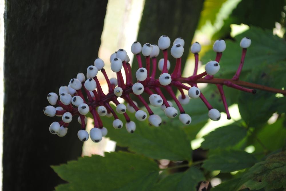 Photo of Doll's Eyes (Actaea pachypoda) uploaded by ILPARW