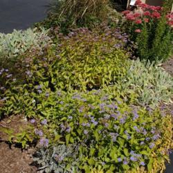 Location: Newtown Square, Pennsylvania
Date: 2013-09-19
with other perennials in garden