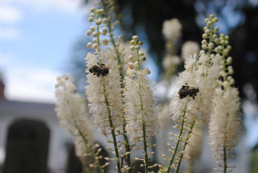 Photo of Black Cohosh (Actaea racemosa) uploaded by ILPARW