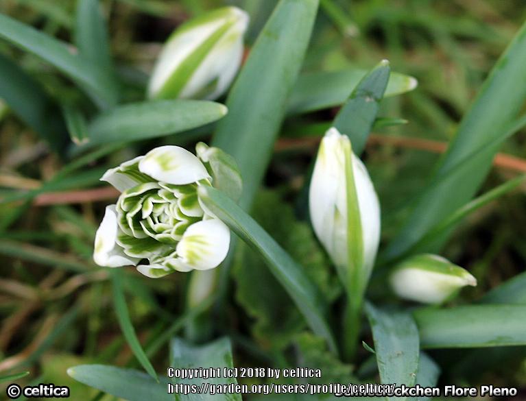 Photo of Double Common Snowdrop (Galanthus nivalis 'Flore Pleno') uploaded by celtica