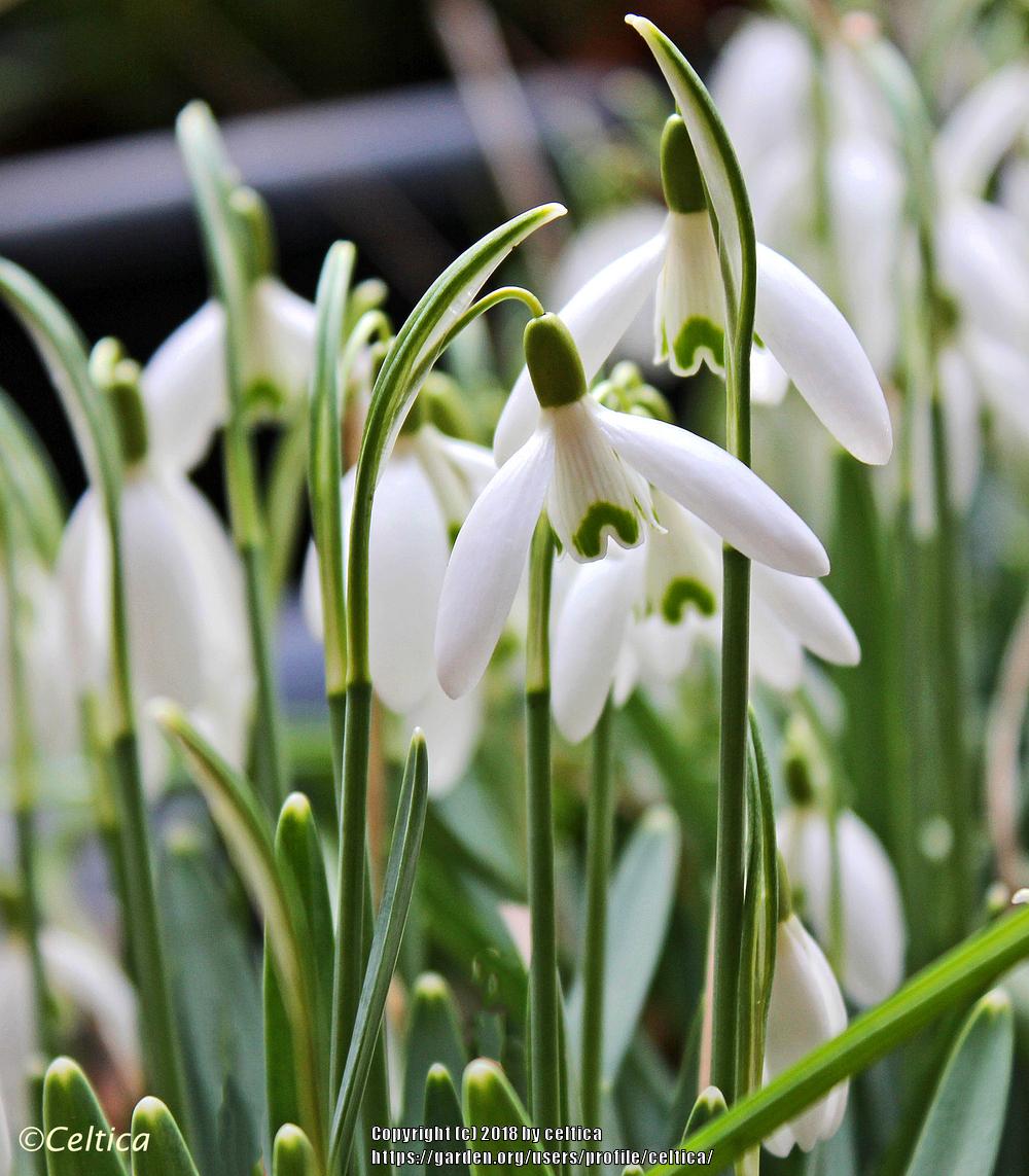 Photo of Snowdrop (Galanthus nivalis) uploaded by celtica