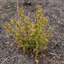 Location: Clinton, Michigan 49236
Date: 2015-04-27
"Sorbaria sorbifolia 'Sem', 2015, Dwarf False Spirea or Spiraea, 