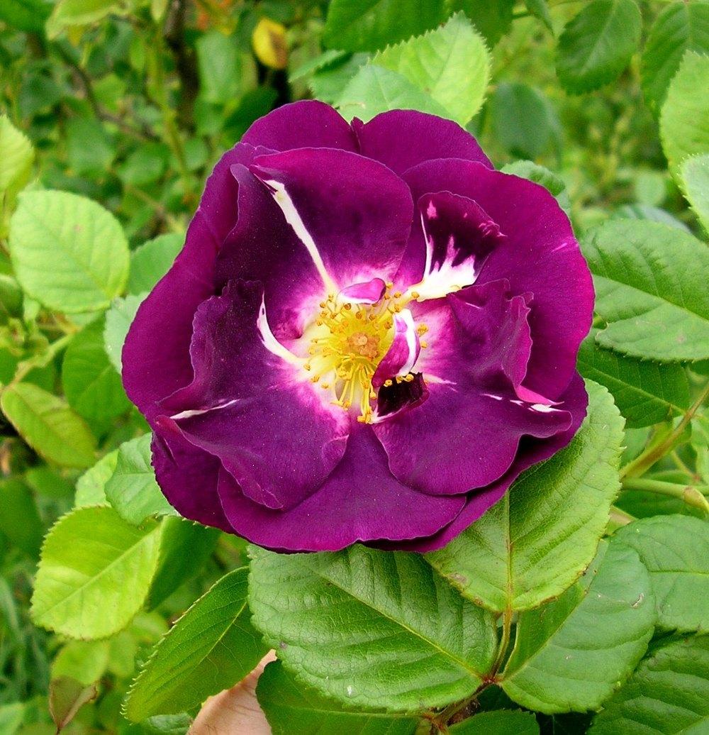 Photo of Rose (Rosa 'Rhapsody in Blue') uploaded by manueldalmeida