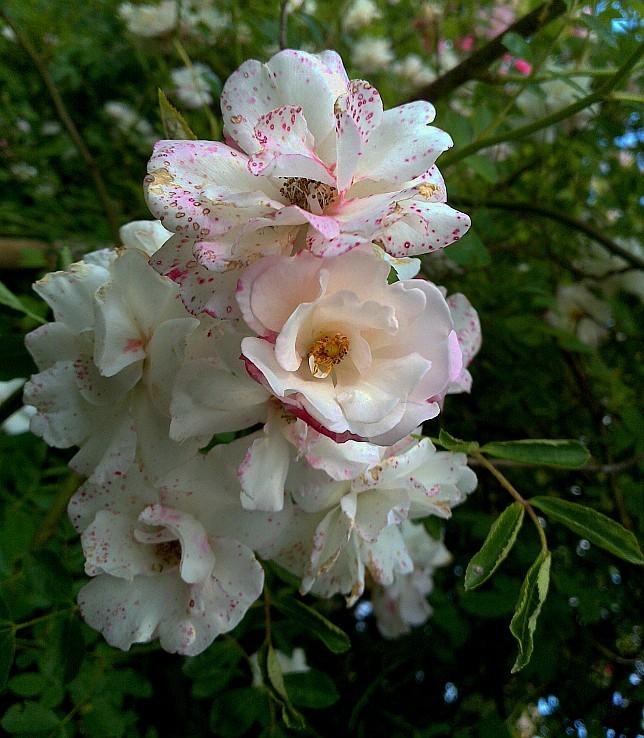 Photo of Rambling Rose (Rosa 'Tausendschon') uploaded by manueldalmeida