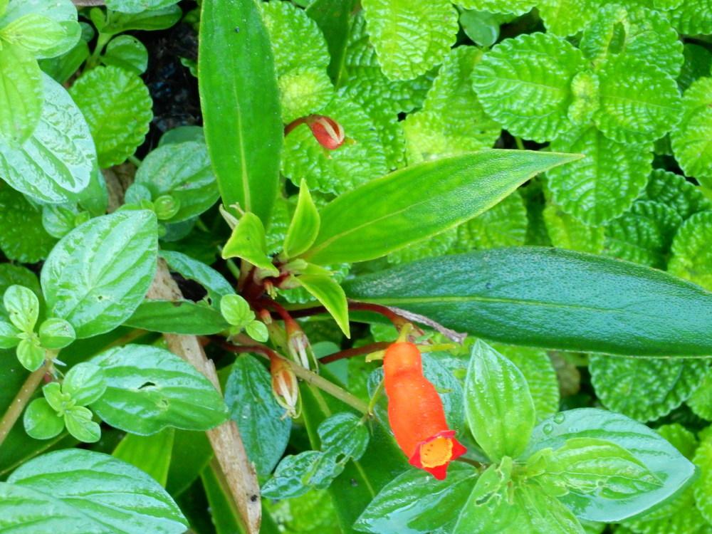 Photo of Hardy Gloxinia (Seemannia sylvatica) uploaded by tofitropic