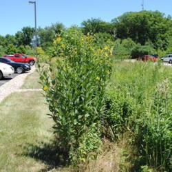 Location: Indiana Dunes State Park headquarters
Date: 2016-07-16
plant at edge of prairie and lawn