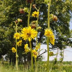 Location: Fermilab, Batavia, Illinois
Date: 2016-07-19
close-up of yellow flowers