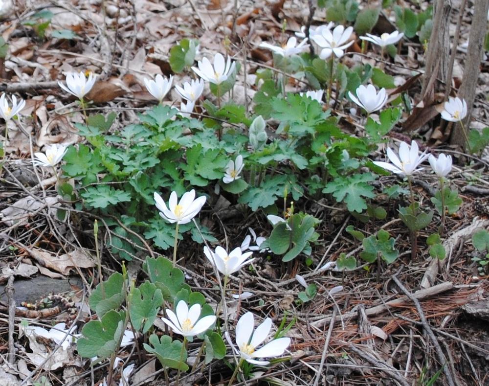 Photo of Bloodroot (Sanguinaria canadensis) uploaded by ILPARW