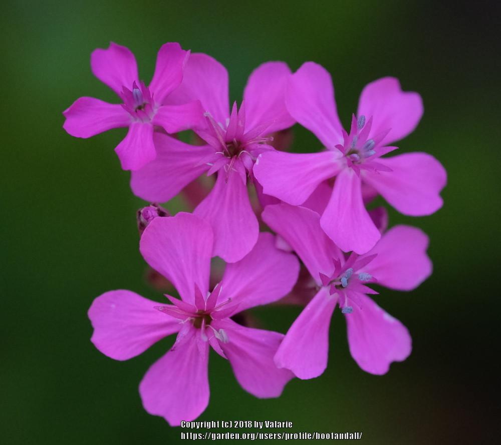 Photo of Garden Catchfly (Silene rubella subsp. rubella) uploaded by bootandall