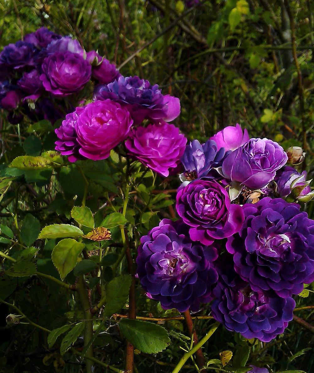 Photo of Rambling Rose (Rosa 'Bleu Magenta') uploaded by manueldalmeida