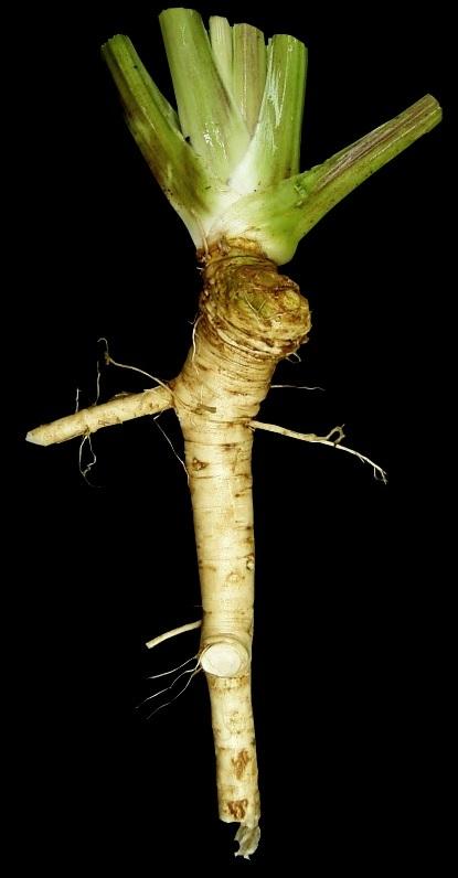 Photo of Horseradish (Armoracia rusticana) uploaded by robertduval14